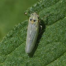 Attēlu rezultāti vaicājumam “Macrosteles sp.”