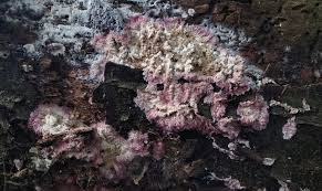 Attēlu rezultāti vaicājumam “Phlebia centrifuga”