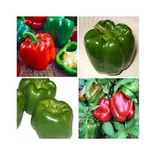Afbeeldingsresultaat voor giant 3 sweet pepper