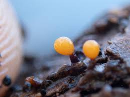 Attēlu rezultāti vaicājumam “Physarum penetrale macro”