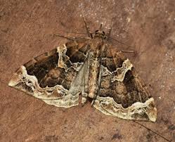 Attēlu rezultāti vaicājumam “Eulithis prunata”