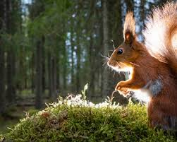 Image result for bilder