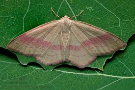 Attēlu rezultāti vaicājumam “Rhodostrophia vibicaria”