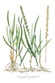 Attēlu rezultāti vaicājumam “Elytrigia repens subsp. arenosa”