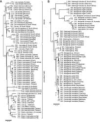 Image result for Chelon dumerili