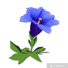 Image result for Enzian