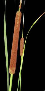 Attēlu rezultāti vaicājumam “Typha angustifolia  leaf”