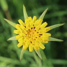 Image result for Tragopogon pratensis