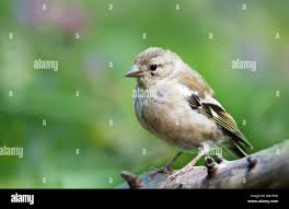 Attēlu rezultāti vaicājumam “Fringilla coelebs juvenile”