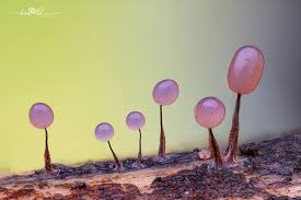 Attēlu rezultāti vaicājumam “Oligonema favogineum”