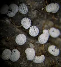 Attēlu rezultāti vaicājumam “Physarum gravidum stalked”