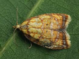 Attēlu rezultāti vaicājumam “Acleris bergmanniana”