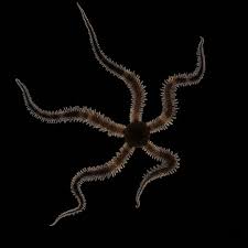 Attēlu rezultāti vaicājumam “Ophiotheca sp.”