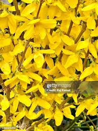Attēlu rezultāti vaicājumam “Forsythia suspensa flower”