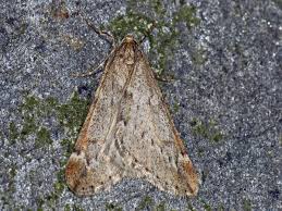 Attēlu rezultāti vaicājumam “Alsophila aescularia”