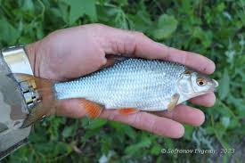 Image result for Rutilus rutilus