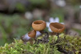 Attēlu rezultāti vaicājumam “Dumontinia tuberosa”