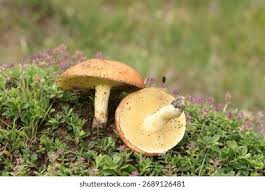 Attēlu rezultāti vaicājumam “Suillus granulatus”