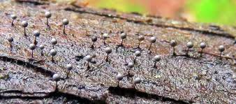 Attēlu rezultāti vaicājumam “Lamproderma gulielmae”