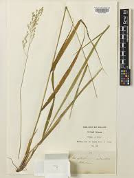 Attēlu rezultāti vaicājumam “Festuca altissima flower”