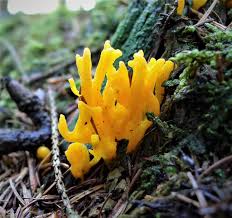 Attēlu rezultāti vaicājumam “Ramariopsis crocea”