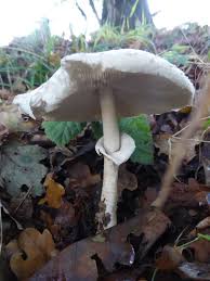 Attēlu rezultāti vaicājumam “Phleogena faginea young”