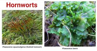 Attēlu rezultāti vaicājumam “Anthocerotopsida”