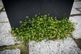 Attēlu rezultāti vaicājumam “Sagina procumbens flower”