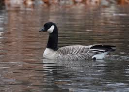 Attēlu rezultāti vaicājumam “Anseriformes”
