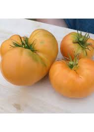 Afbeeldingsresultaat voor amana orange beefsteak tomato