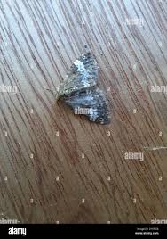 Attēlu rezultāti vaicājumam “Perizoma affinitata”