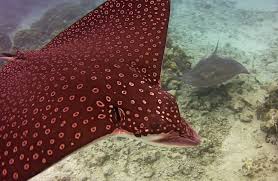 Image result for Aetobatus narinari