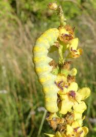 Attēlu rezultāti vaicājumam “Shargacucullia scrophulariae larva”