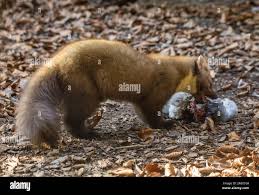 Attēlu rezultāti vaicājumam “Martes”