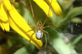 Attēlu rezultāti vaicājumam “Phylloneta cocoon”