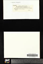 Attēlu rezultāti vaicājumam “Nardia scalaris”