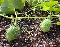 Attēlu rezultāti vaicājumam “Echinocystis lobata fruit”