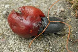 Attēlu rezultāti vaicājumam “Dorcus parallelopipedus”