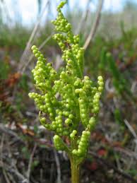 Attēlu rezultāti vaicājumam “Botrychium multifidum”