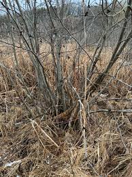 Attēlu rezultāti vaicājumam “Alnus incana bud”