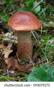 Attēlu rezultāti vaicājumam “Leccinum versipelle”