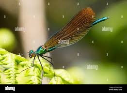 Attēlu rezultāti vaicājumam “Calopteryx virgo male”