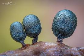 Attēlu rezultāti vaicājumam “Cribraria argillacea”