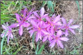 Attēlu rezultāti vaicājumam “Colchicum szovitsii subsp. szovitsii flower”