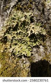 Attēlu rezultāti vaicājumam “Tuckermannopsis chlorophylla”