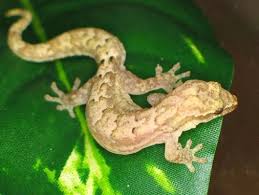 Attēlu rezultāti vaicājumam “Liocola lugubris”