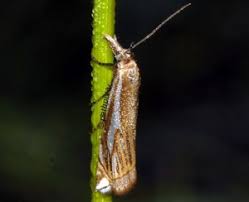 Attēlu rezultāti vaicājumam “Crambus pratella”