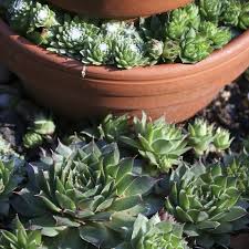 Image result for Mehikasvi