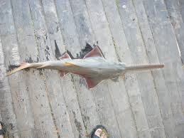 Image result for Pristis pristis