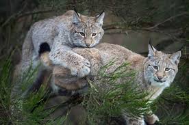 Image result for Lancashire Lynx